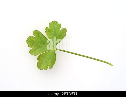 Petersilie, Petroselinum; Crispum, ist eine wichtige Heil- und Medizinalpflanze. Das Kuechenkraut wird auch in der Frankfurter Gruene Sosse verwendet. Stock Photo