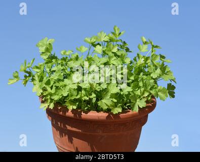 Petersilie, Petroselinum; Crispum, ist eine wichtige Heil- und Medizinalpflanze. Das Kuechenkraut wird auch in der Frankfurter Gruene Sosse verwendet. Stock Photo