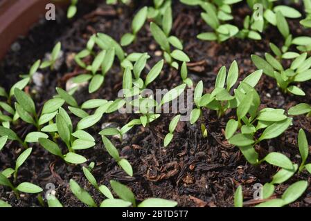 Petersilie, Petroselinum; Crispum, ist eine wichtige Heil- und Medizinalpflanze. Das Kuechenkraut wird auch in der Frankfurter Gruene Sosse verwendet. Stock Photo