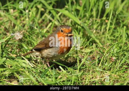 Single adult robin, erithacus rubecula, stood on ground in grass in sunshine in a back garden in spring, May 2020. Stock Photo