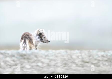 Arctic fox in Spitzbergen in arctic summer Stock Photo