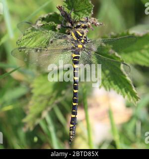 A female Golden-ringed Dragonfly (Cordulegaster boltonii) hanging from a nettle at Whipsiderry, (Newquay, Cornwall, England, UK). Stock Photo