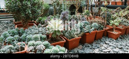 Different kinds of cacti in a greenhouse. Stock Photo