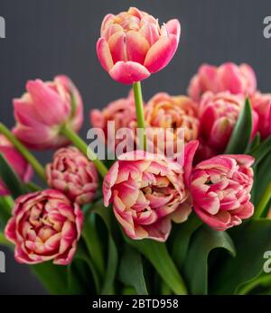 Red and yellow parrot tulips on grey background Stock Photo
