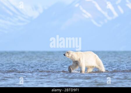 A polar bear walking in Spitzbergen Stock Photo