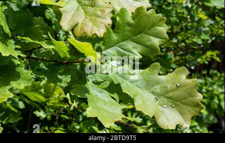 Oak leaves with raindrops Stock Photo