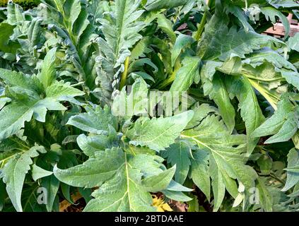 green lush leafage of an artichoke thistle (Cardi) Stock Photo