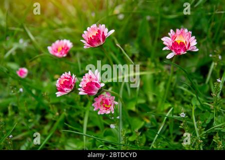 several red flowers on the green grass Stock Photo