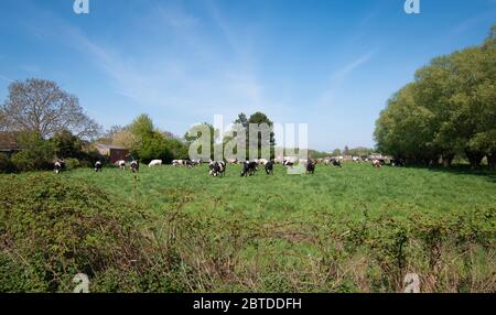 Herd of cows on green meadow in Belgium. Stock Photo
