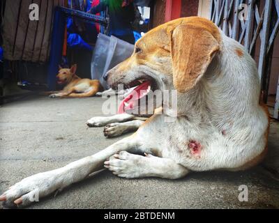 Injured Stray dog / Street dog relaxing on main market / bazaar in chennai, Tamilnadu, India. Stray dog on sick and sleeping on indian street. Stock Photo
