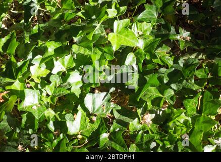 Hedera helix or common ivy, English ivy, European ivy, Stock Photo