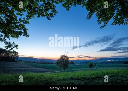 Single tree on green cornfiled infront of thunderstorm clouds at sunrise sunset Stock Photo