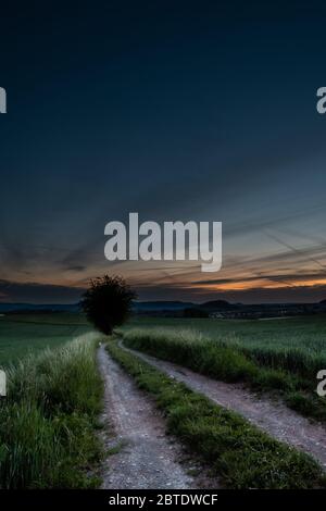 Single tree on green cornfiled infront of thunderstorm clouds at sunrise sunset path single Stock Photo