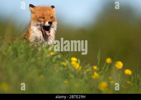 red fox (Vulpes vulpes), sits yawning in a dandelion meadow, Estonia, Soomaa National Park Stock Photo