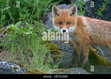 red fox (Vulpes vulpes), fox cub at the fox burrow, half-length portrait, Estonia, Soomaa National Park Stock Photo