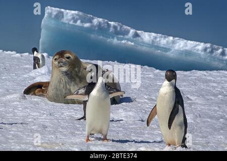 adelie penguin (Pygoscelis adeliae), seals and adelie penguins in the Antarctica, Antarctica, Cierva Cove Stock Photo