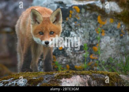 red fox (Vulpes vulpes), juvenile fox standing curiously between boulders, Estonia, Soomaa National Park Stock Photo