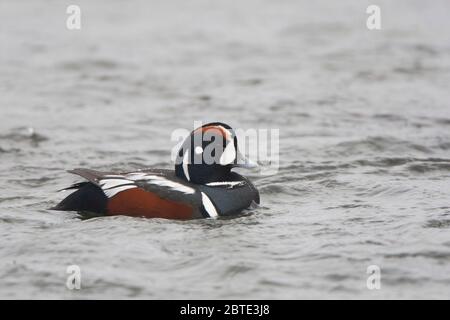 harlequin duck (Histrionicus histrionicus), swimming drake, Iceland, Vik Stock Photo