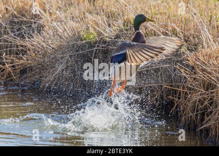 mallard (Anas platyrhynchos), drake starting from the water, side view, Germany, Bavaria Stock Photo