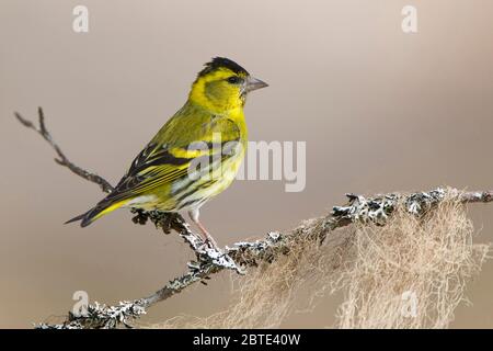 western greenfinch (Carduelis chloris, Chloris chloris), male on branch covered with lichens, Belgium, East Flanders Stock Photo