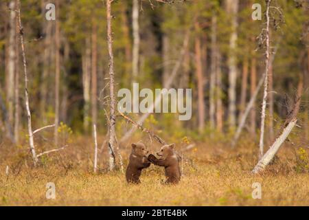 European brown bear (Ursus arctos arctos), two romping bear cubs, side view, Finland, Kuusamo, Lapland Stock Photo