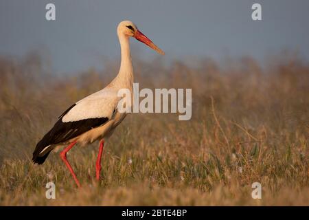 white stork (Ciconia ciconia), walks in a meadow, Spain, Extremadura Stock Photo
