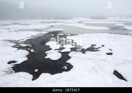 Snow in the Brackvenn, Belgium, Ardennes, High Fens Stock Photo