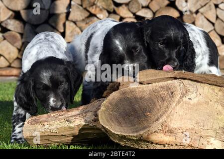 Large Munsterlander (Canis lupus f. familiaris), three seven weeks old puppys licking liver sausage from dead wood in a meadow, stacked fire wood in the background, Germany Stock Photo