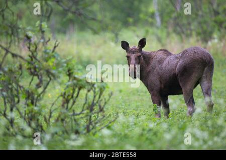 elk, European moose (Alces alces alces), grazing female elk on a clearing, Norway, Lofoten Islands Stock Photo