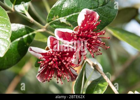 Feijoa flower in bloom. Acca sellowiana. Tropical fruit Stock Photo