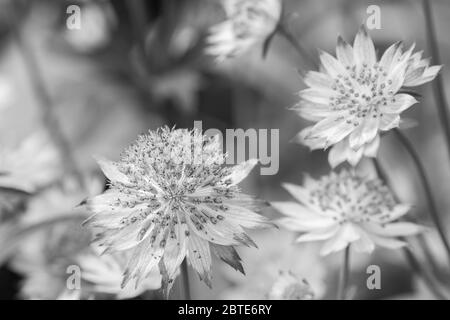 Star shaped Astrantia flowers with an out of focus background,these flowers are also known as Hattie's pincushion or masterwort. Stock Photo