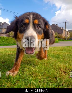 Bernese mountain dog running towards the camera Stock Photo