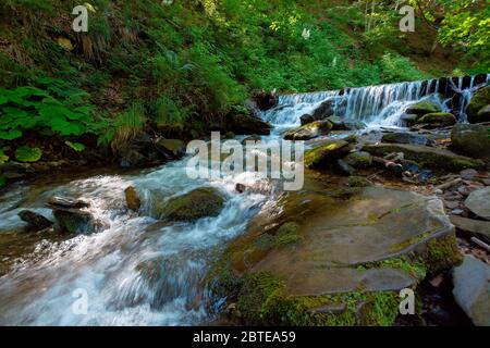 mountain river in the forest. fresh water stream from waterfall. beautiful nature background. wonderful summer landscape in the morning Stock Photo