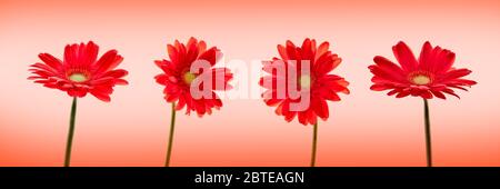 Four red daisies (gerbera) flowers isolated on panoramic red background Stock Photo