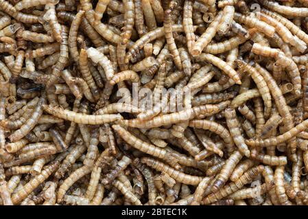 Close up image of dried mealworms Stock Photo
