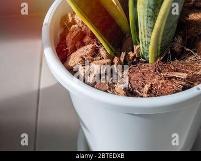Close-up dry coconut husk with green leaves in white pot on tiles floor. Stock Photo