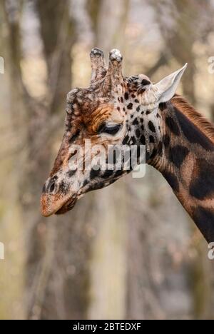 Giraffe - Giraffa camelopardalis, potrait of girafffe, safari in Kenya, Africa, Cute member of African big five mammals. Stock Photo