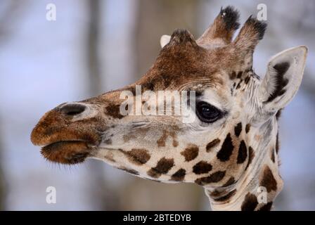 Giraffe - Giraffa camelopardalis, potrait of girafffe, safari in Kenya, Africa, Cute member of African big five mammals. Stock Photo