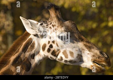 Giraffe - Giraffa camelopardalis, potrait of girafffe, safari in Kenya, Africa, Cute member of African big five mammals. Stock Photo