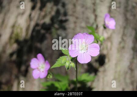 Closeup of a wild geranium bloom with two others in the background next to a tree trunk at Harms Woods in Skokie, Illinois Stock Photo