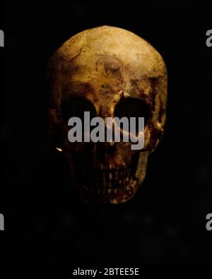 real skull is isolated on black background Stock Photo