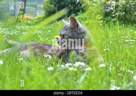Cat relaxing on the grass in the garden Stock Photo