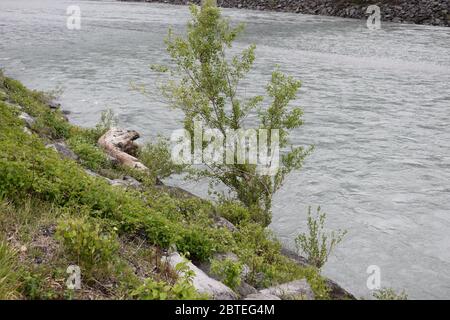Tree stump lying beside the rhine river in Switzerland Stock Photo