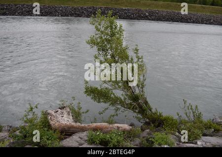 Tree stump lying beside the rhine river in Switzerland Stock Photo