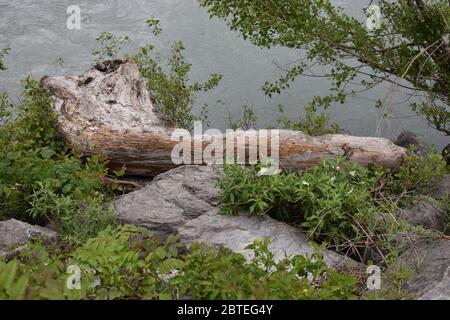 Tree stump lying beside the rhine river in Switzerland Stock Photo