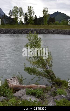 Tree stump lying beside the rhine river in Switzerland Stock Photo