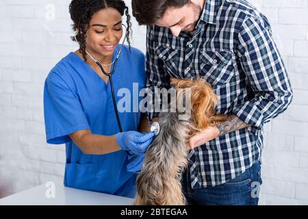 Lung disorders in animals. Vet doc checking little dog's breathing and its owner in hospital Stock Photo
