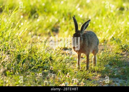 Brown Hare ( European hare ) at sunrise Stock Photo