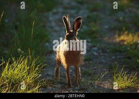 Brown Hare ( European hare ) at sunrise Stock Photo