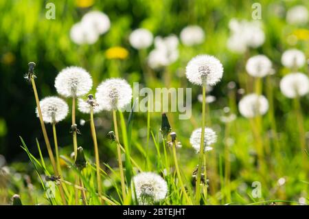 Dandelion clocks in grass on a sunny spring day Stock Photo